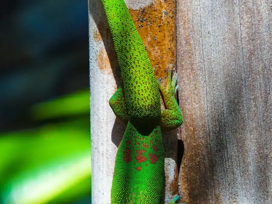 Gecko vert endormi sur une feuille, faune discrète de l’île